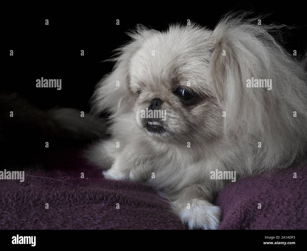 portrait of pekinese dogs with black background Stock Photo