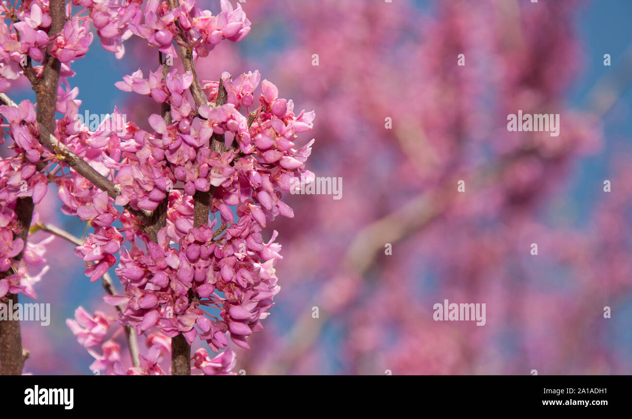 Pink flower clusters of an Eastern Redbud tree in early spring, with copy space on right Stock Photo