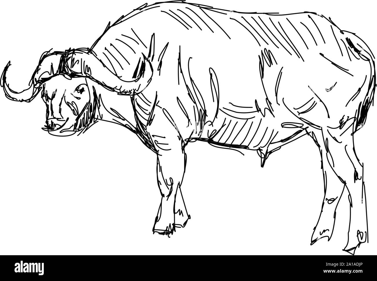 Hver uge greb arabisk Buffalo drawing, illustration, vector on white background Stock Vector  Image & Art - Alamy