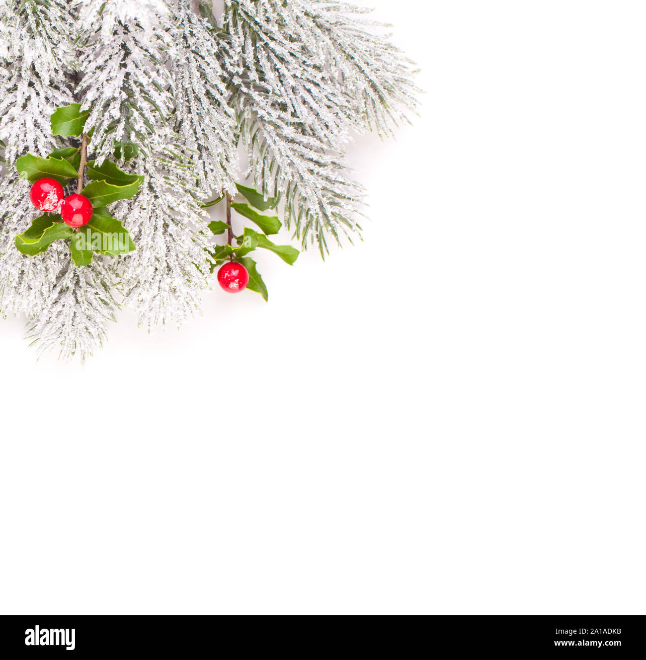 Christmas composition border with green frozen fir branch and holly red ...