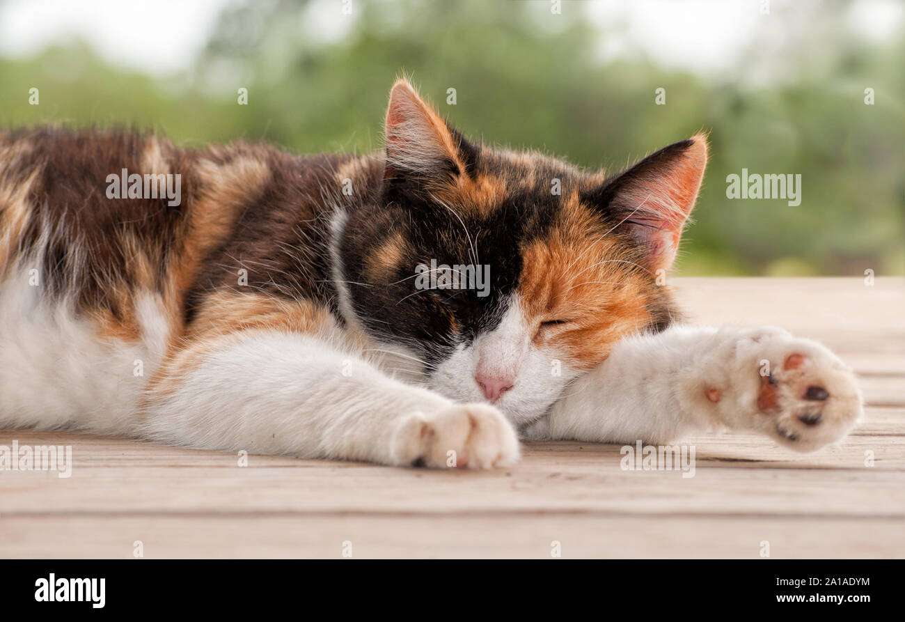 Calico cat sleeping peacefully on a wooden porch Stock Photo