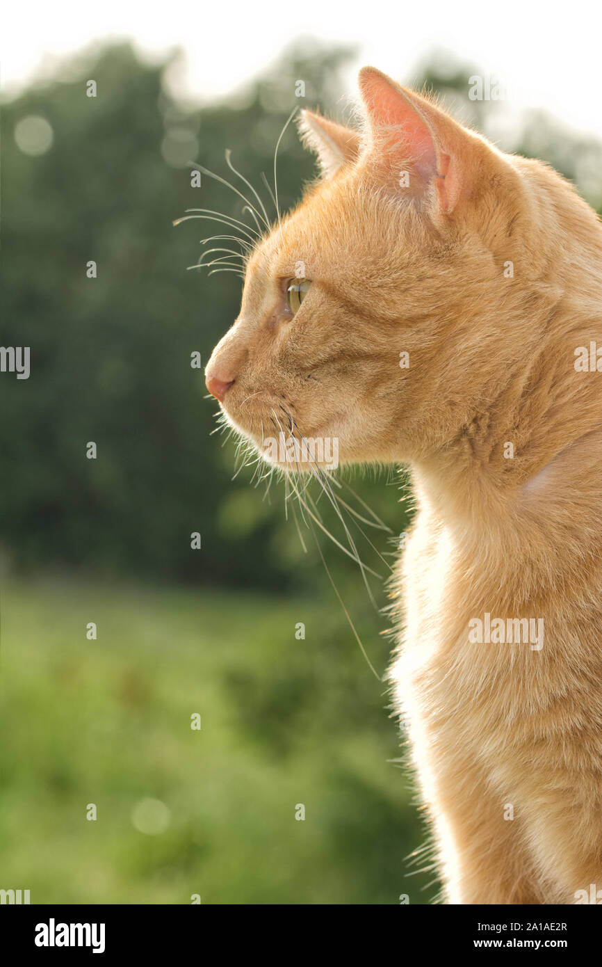 Profile of a handsome orange tabby cat against summer background, back lit by sun Stock Photo