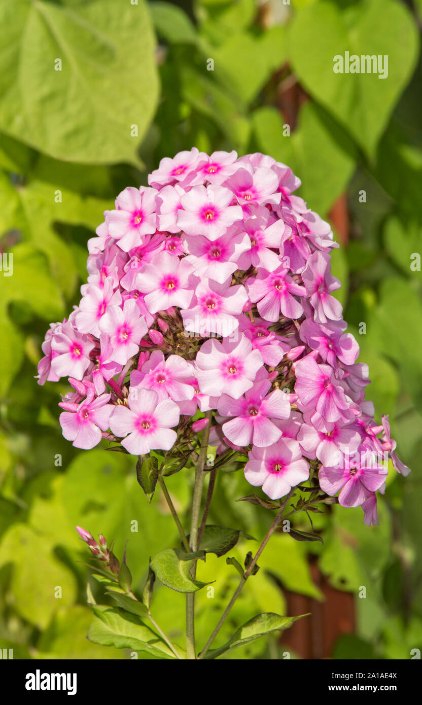 Beautiful pink Phlox flowers in summer garden Stock Photo - Alamy