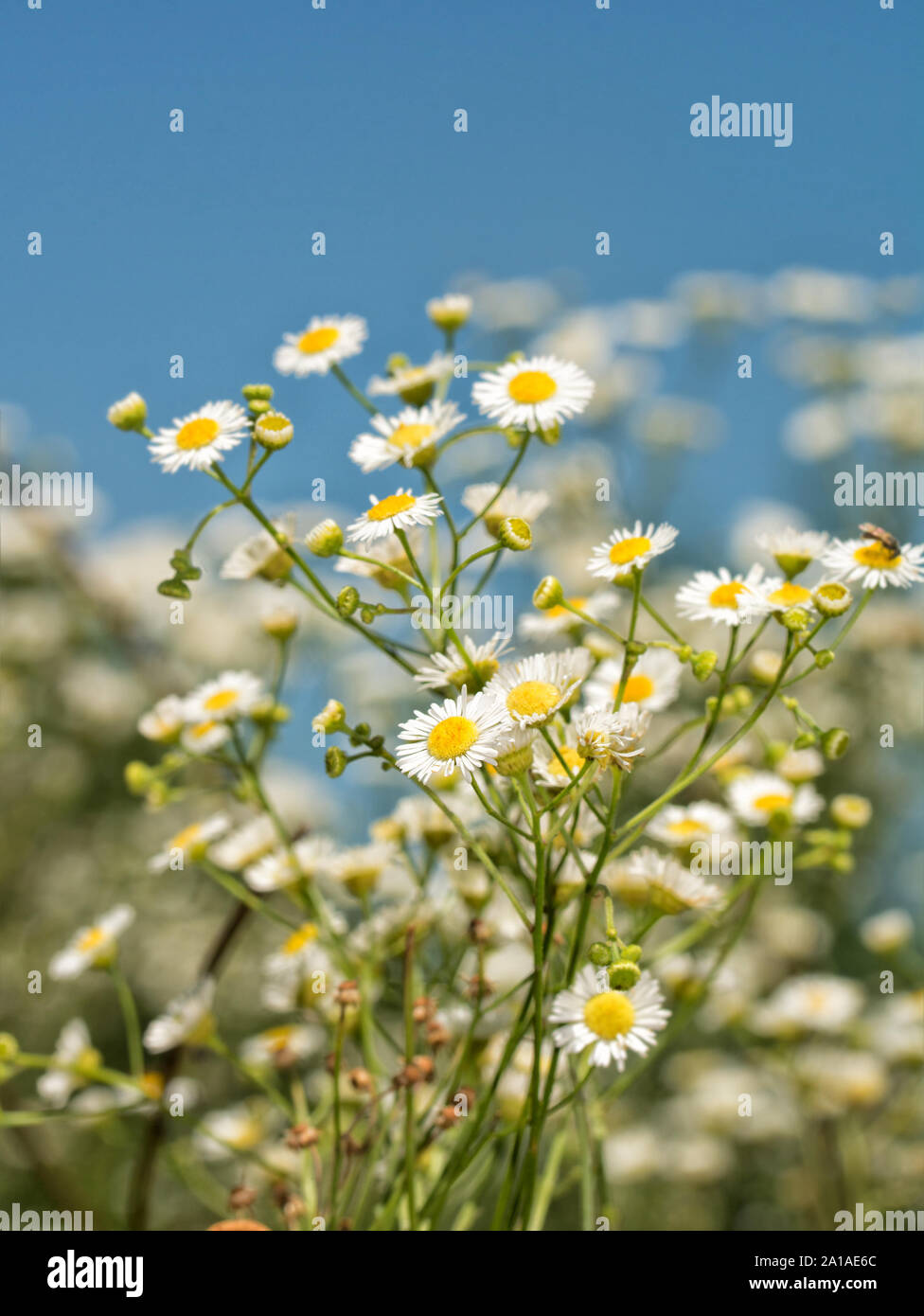 Prairie Fleabane flowering against blue summer sky Stock Photo