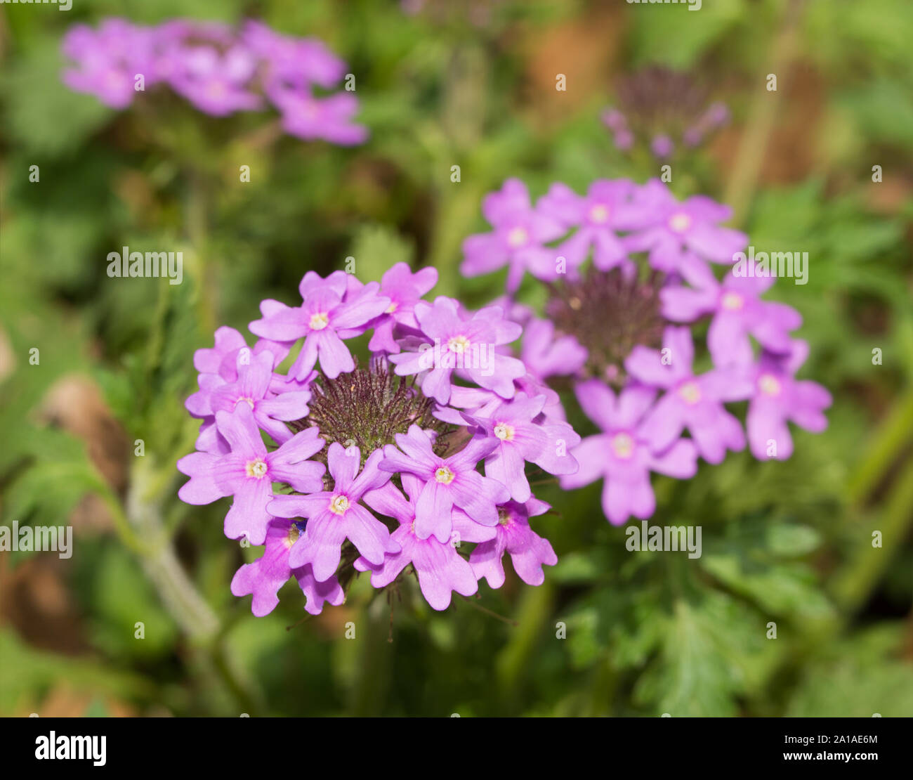 Purple Prairie Verbena blooming in spring Stock Photo
