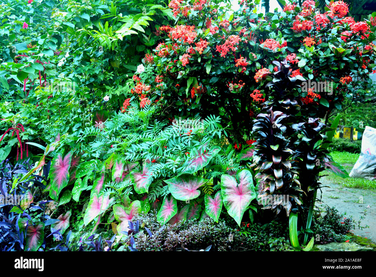 Variety of colorful plant leaves and flowers like taro leaves in