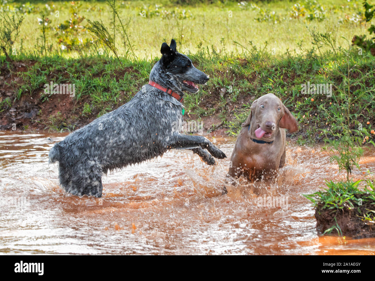 Two dogs in the middle of a muddy pond, playing hard; focus on the black and white dog Stock Photo