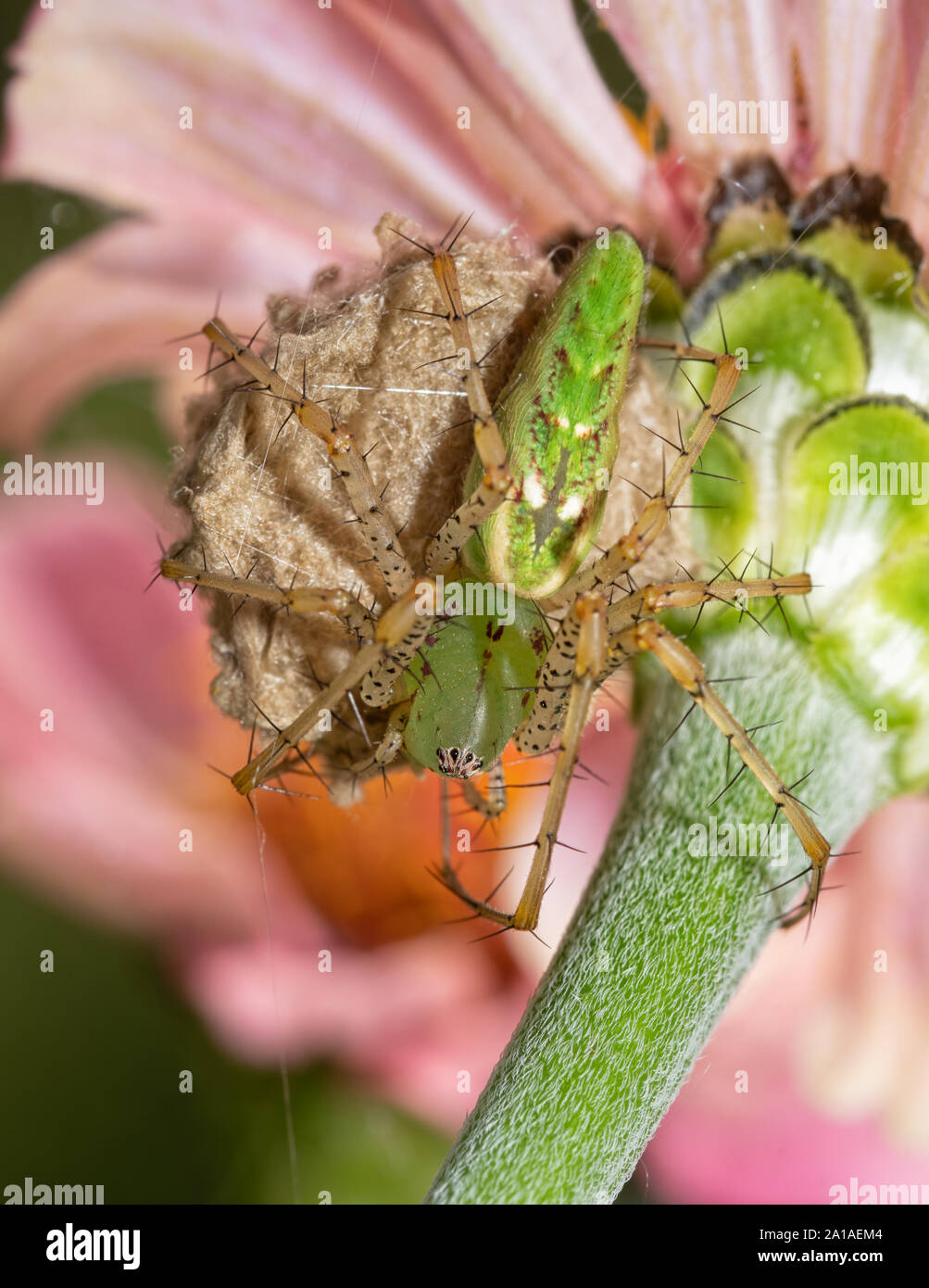 Female Peucetia viridans, Green Lynx Spider sitting atop of her egg sac, protecting it, on the underside of a pink Zinnia flower Stock Photo