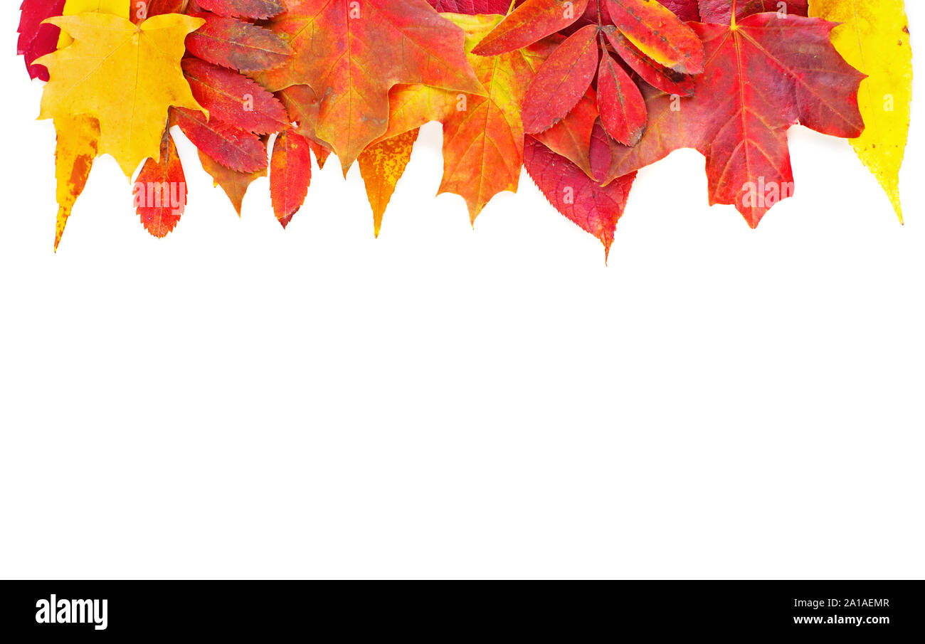 Red Fall Border Autumn leaves. Colorful composition border with red and yellow fall ...