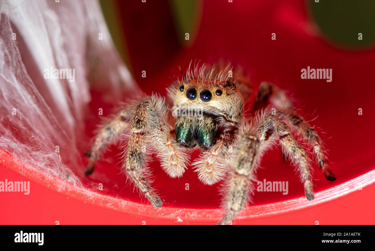 Beautiful adult female Phidippus clarus jumping spider next to her silken nest with her babies sheltered in it, on top of a red rain gauge Stock Photo