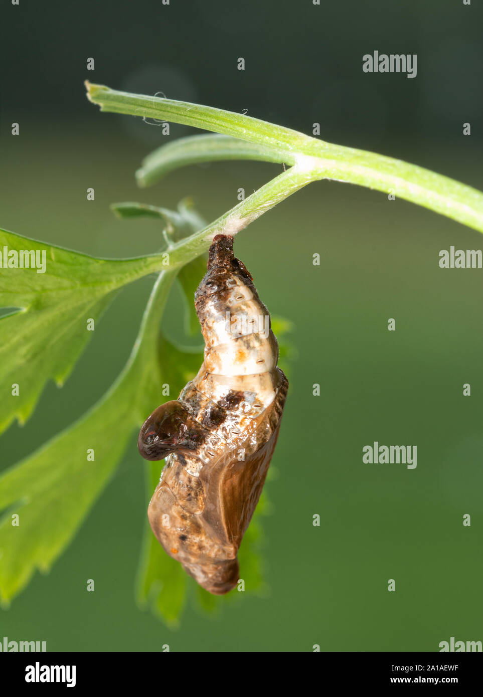 Freshly pupated Red-spotted Purple butterfly chrysalis hanging on a parsley stalk Stock Photo