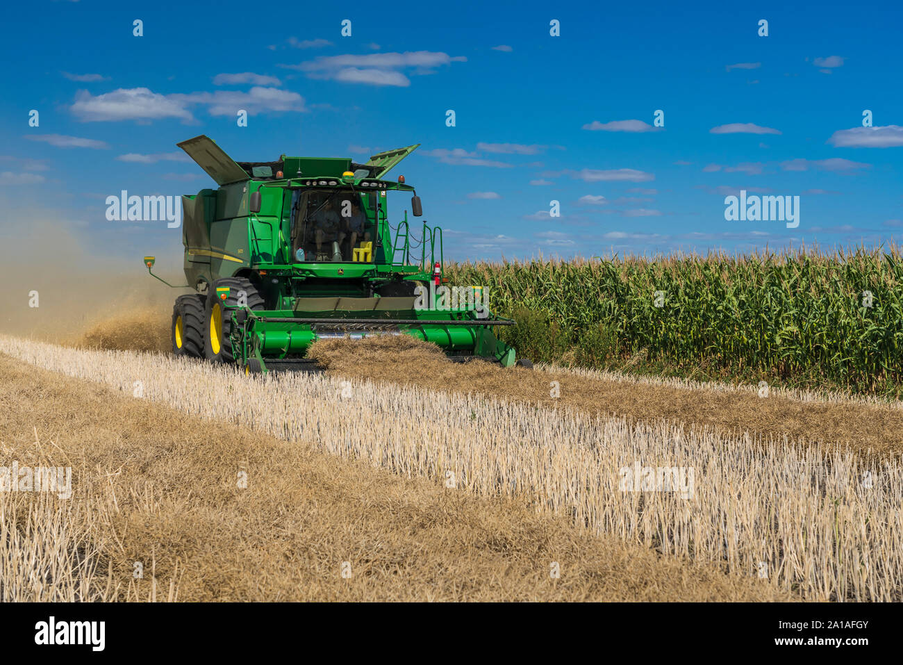 Canola harvest on the Froese farm near Winkler, Manitoba, Canada. Stock Photo