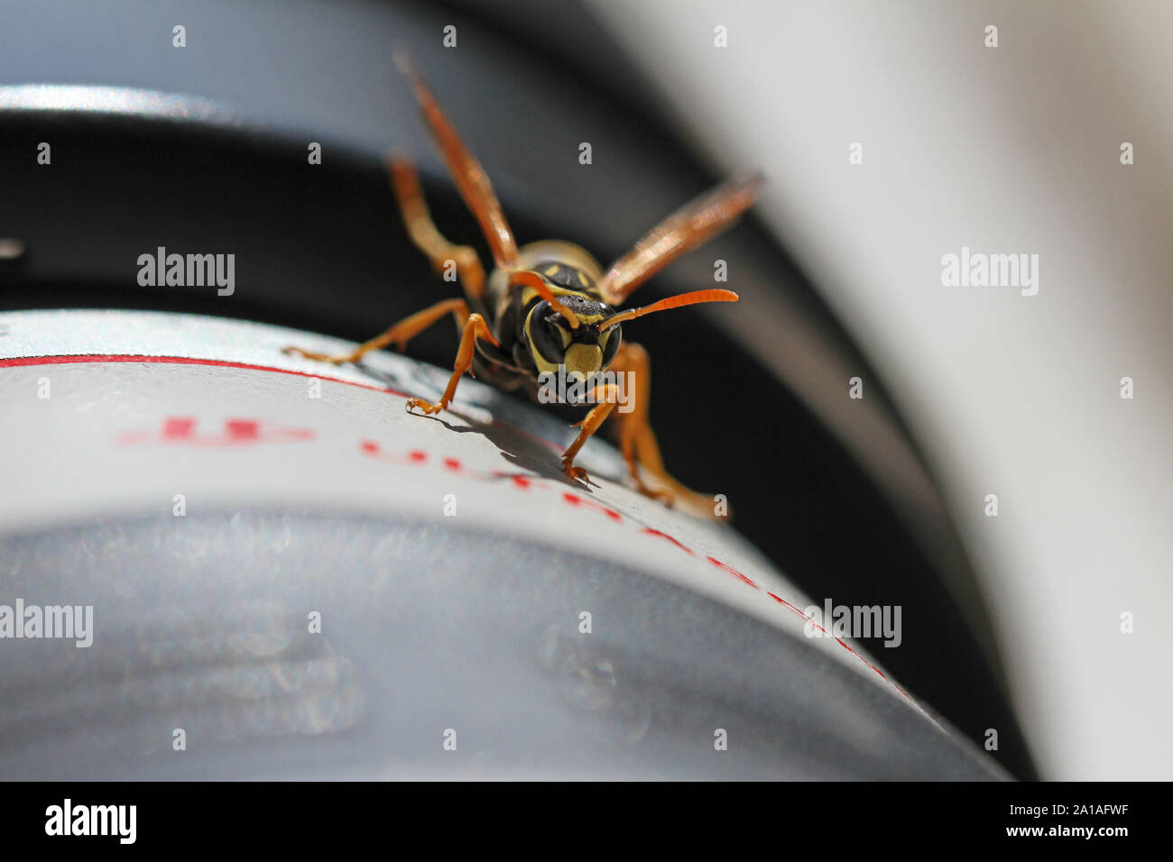 Tree wasp, or paper wasp very close up Latin dolichovespula sylvestris or polistes dominula or gallicus crawling on a camera lens in March in Italy Stock Photo
