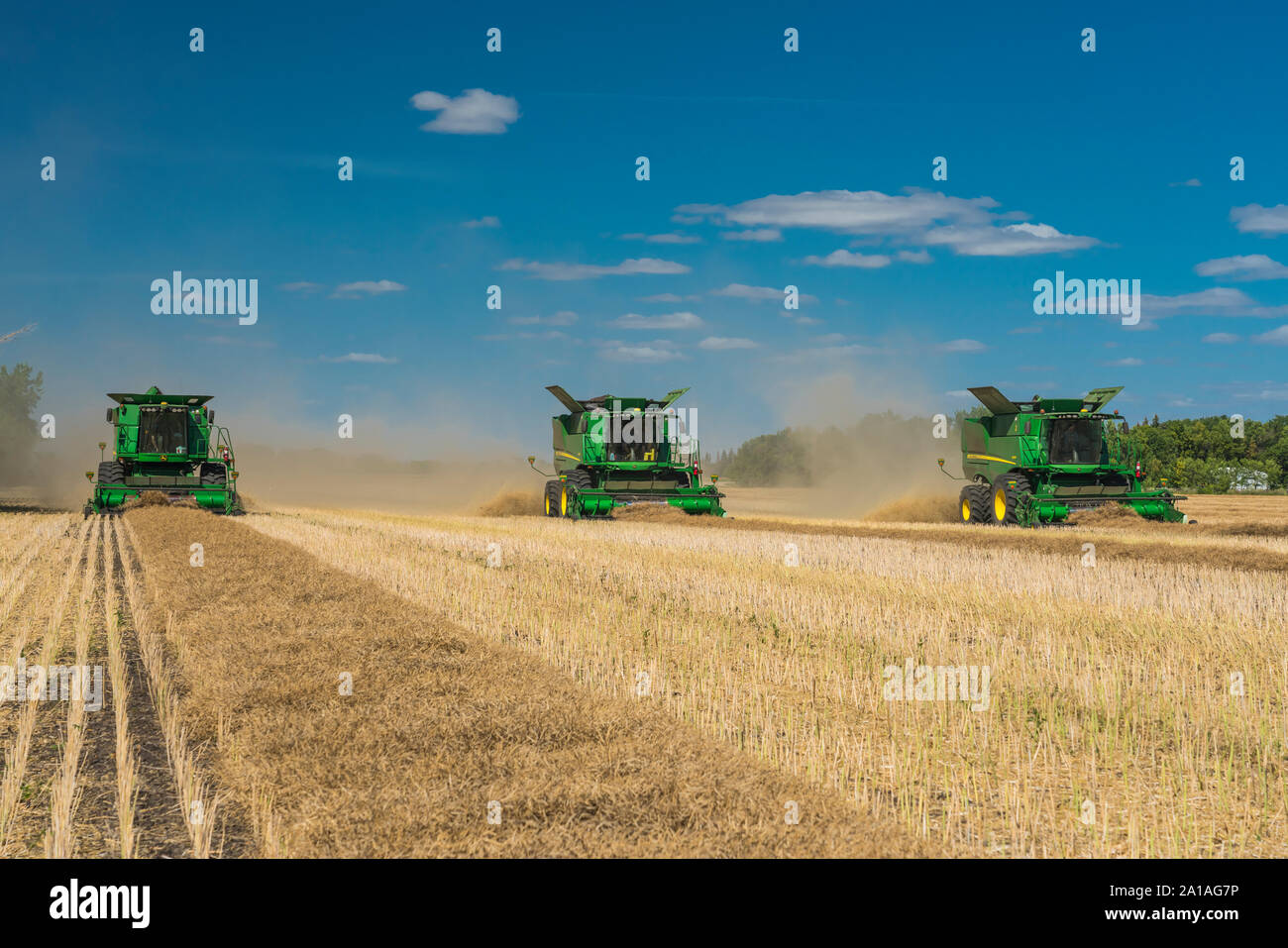 Three combines harvesting canola on a field on the Froese farm near Winkler, Manitoba, Canada. Stock Photo