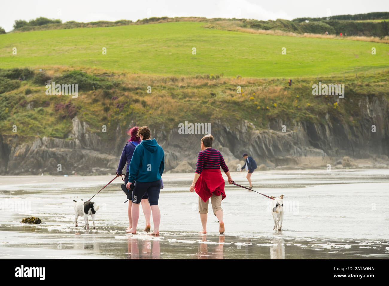 Travel and Tourism in the UK: People walking with their pet dogs along on the  sandy beach at Newport (Trefdraeth) Pembrokeshire, West Wales, August  2019 Stock Photo