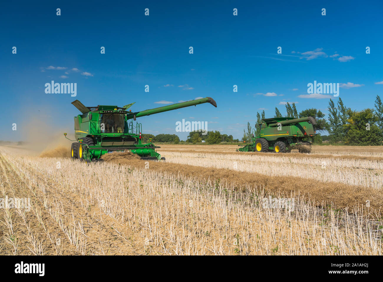 Canola harvest on the Froese farm near Winkler, Manitoba, Canada. Stock Photo