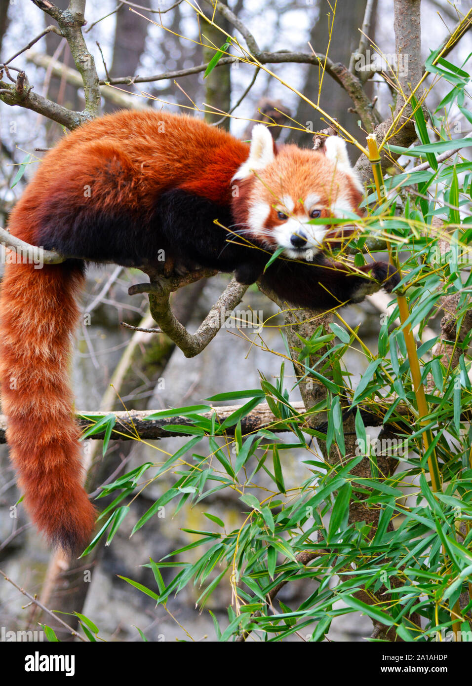 a red panda on a tree eats bamboo Stock Photo