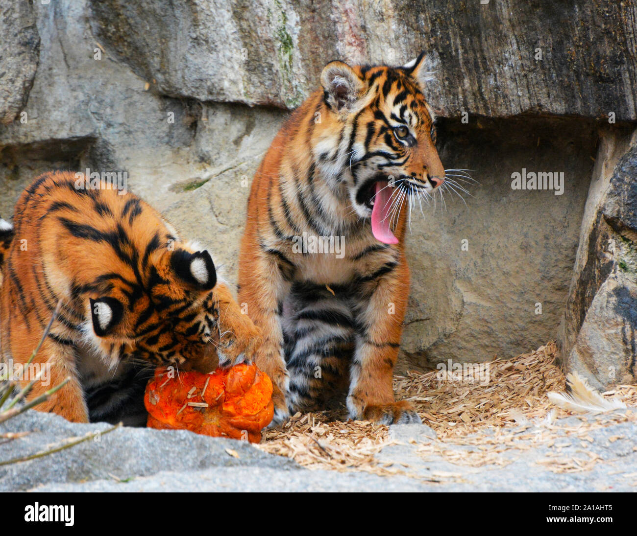 Bengal tigers in the den at rest Stock Photo