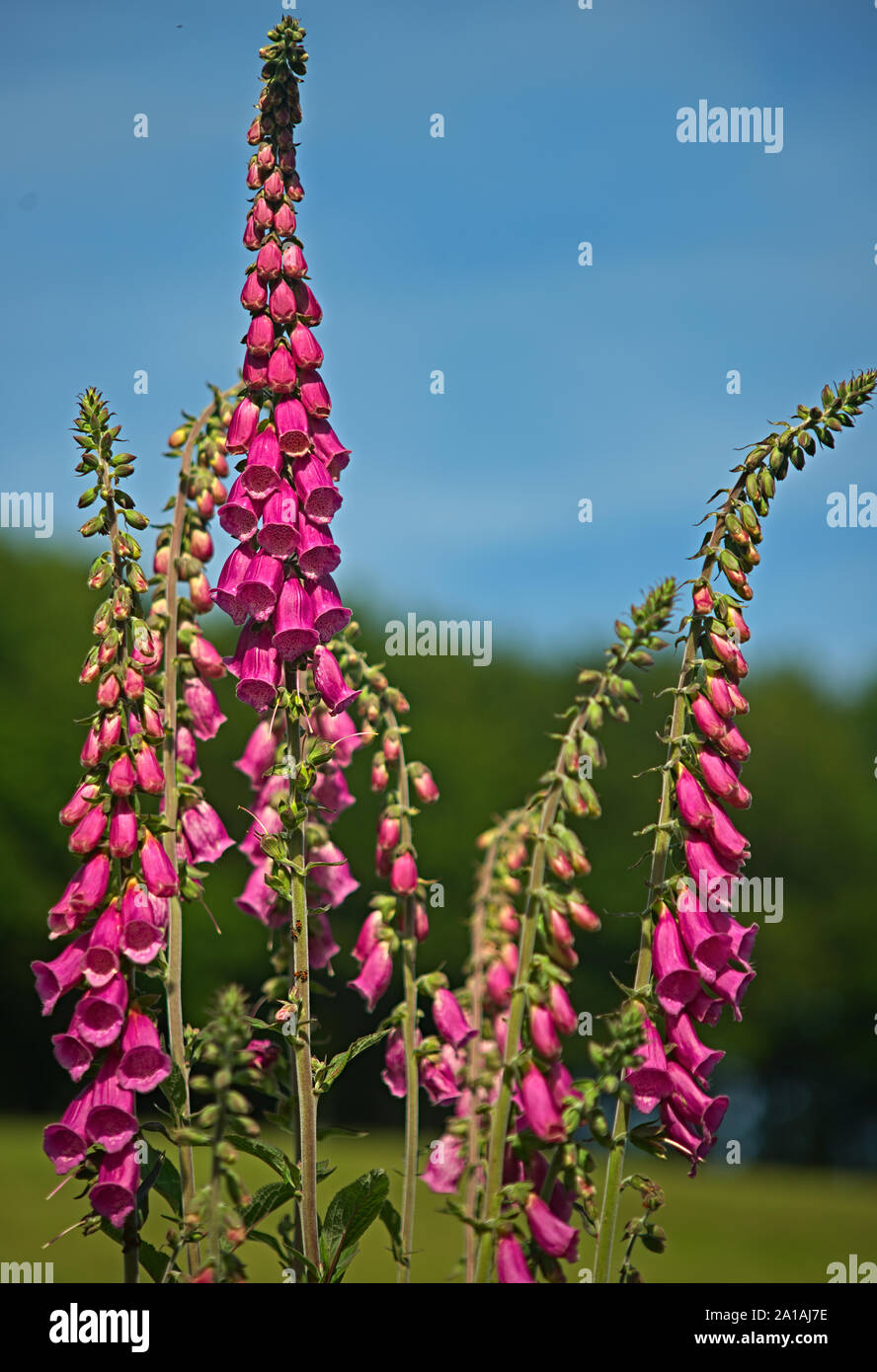 Spike speedwell Red fox veronica spicata plant booming with purple flowers Stock Photo
