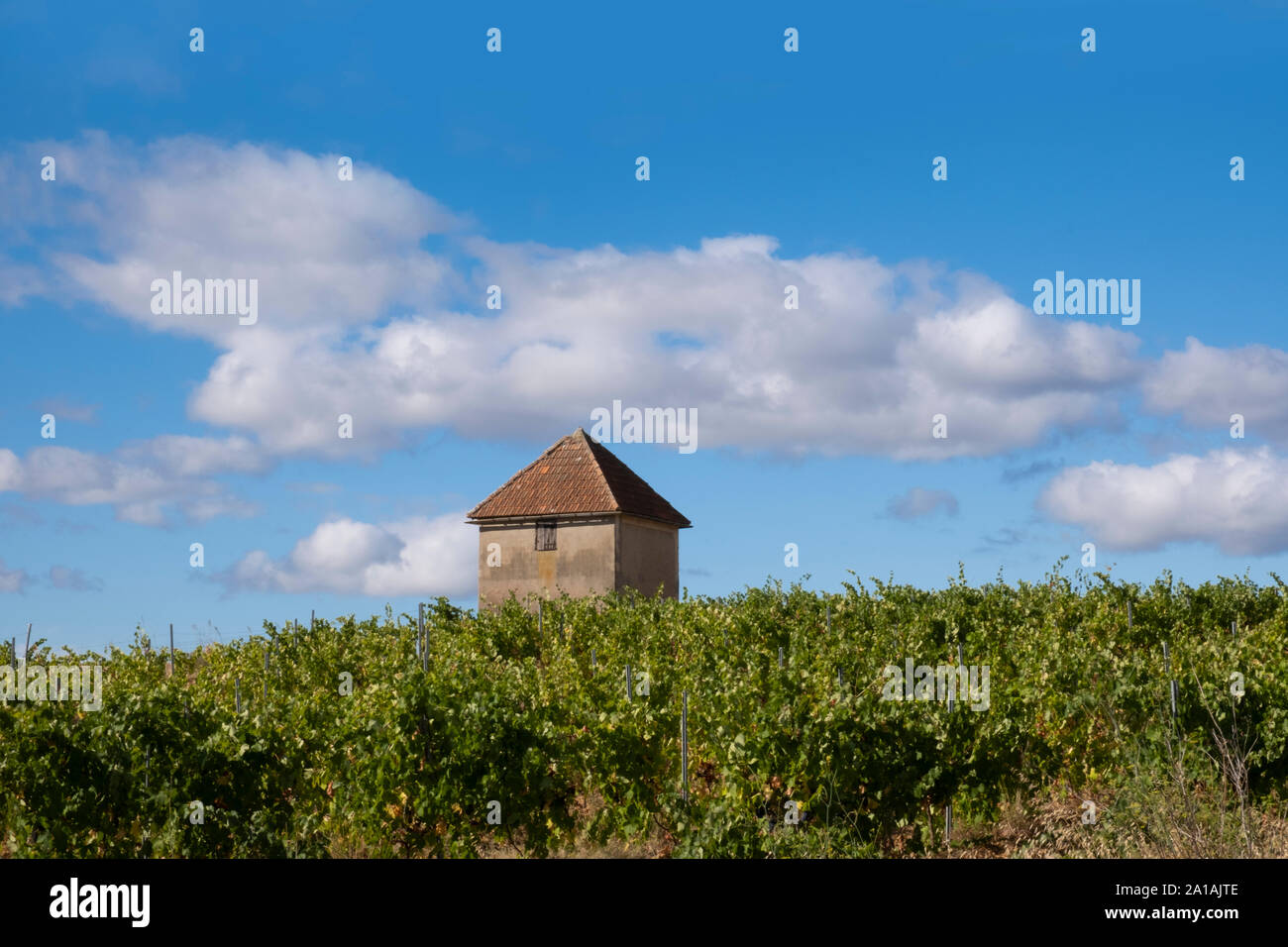 French vineyard, pinot noir growing in the Languedoc region of France