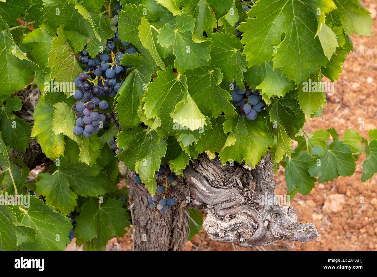 Old vine with grapes, pinot noir growing in the Languedoc region of France, with characteristic red soil Stock Photo