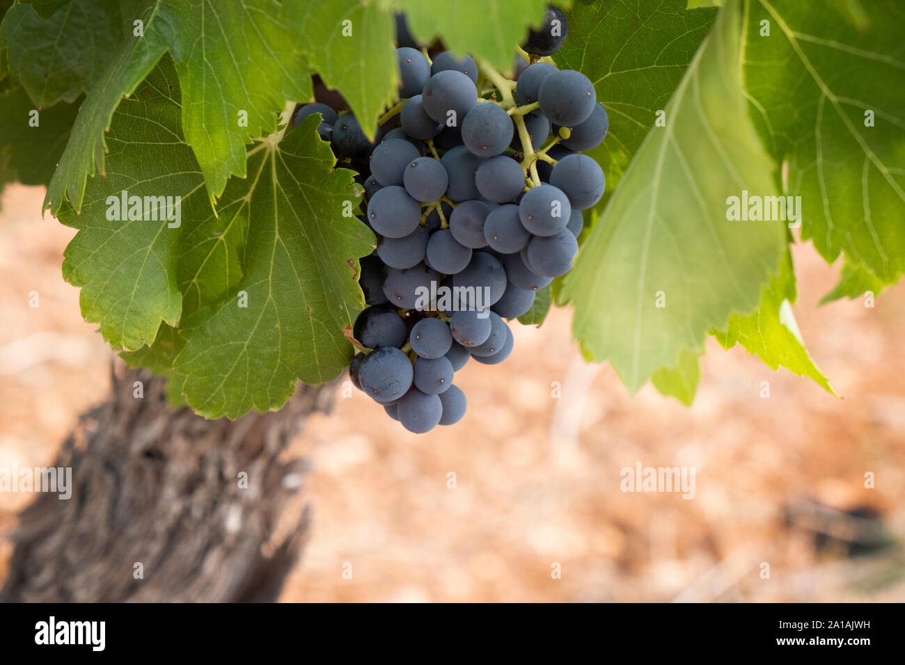Closeup of grapes growing on vine, pinot noir growing in the Languedoc region of France, with characteristic red soil Stock Photo