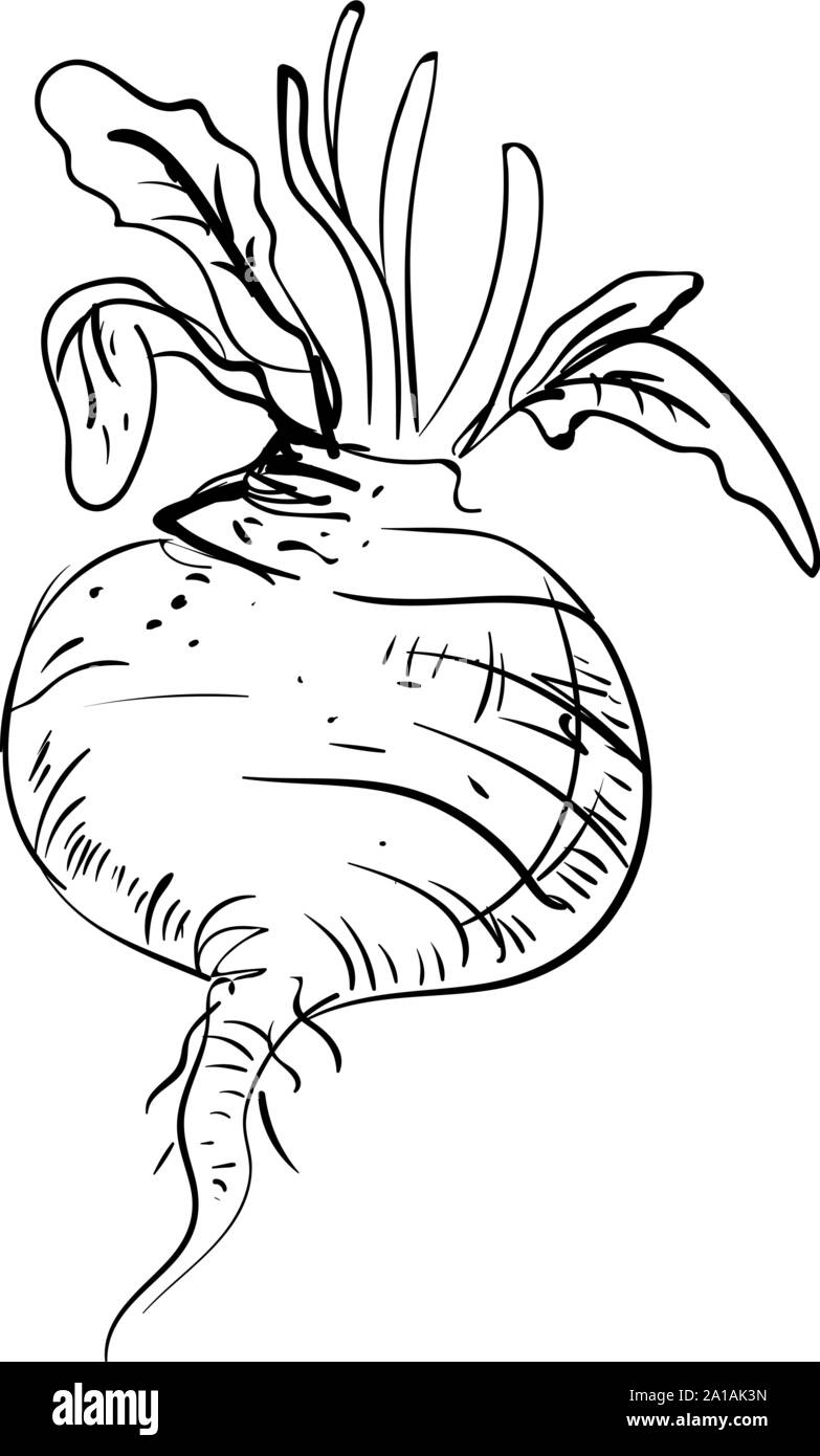 Turnips sketch Stock Vector Images Alamy