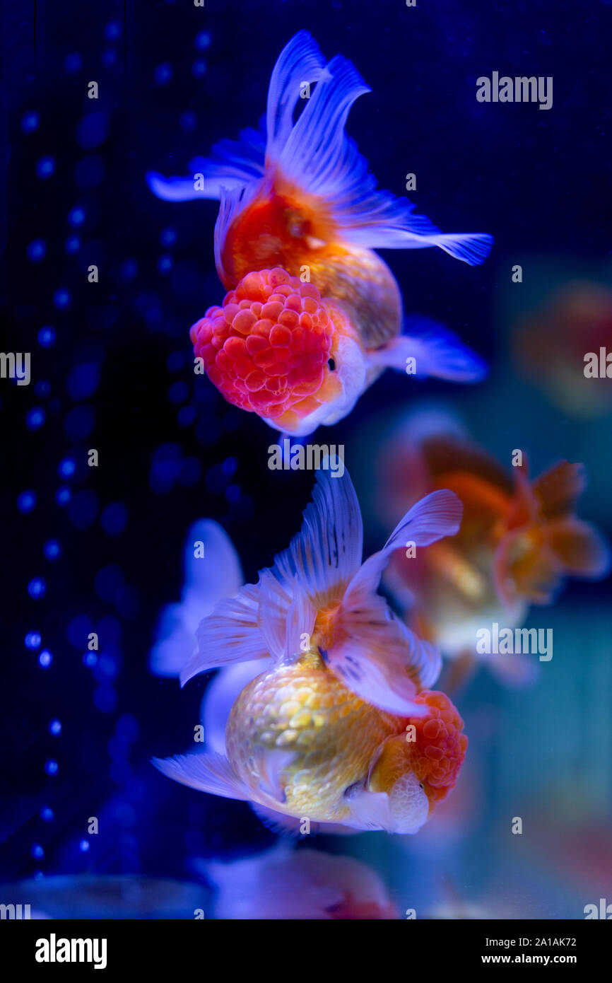 Group of Oranda goldfish swimming in fish tank Stock Photo Alamy