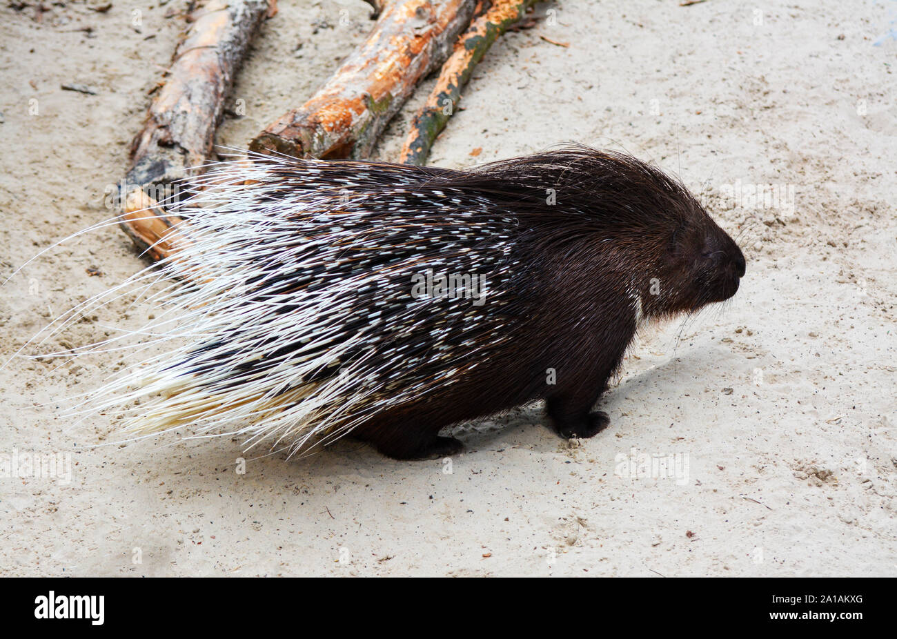 a porcupine opens the back spines to react Stock Photo