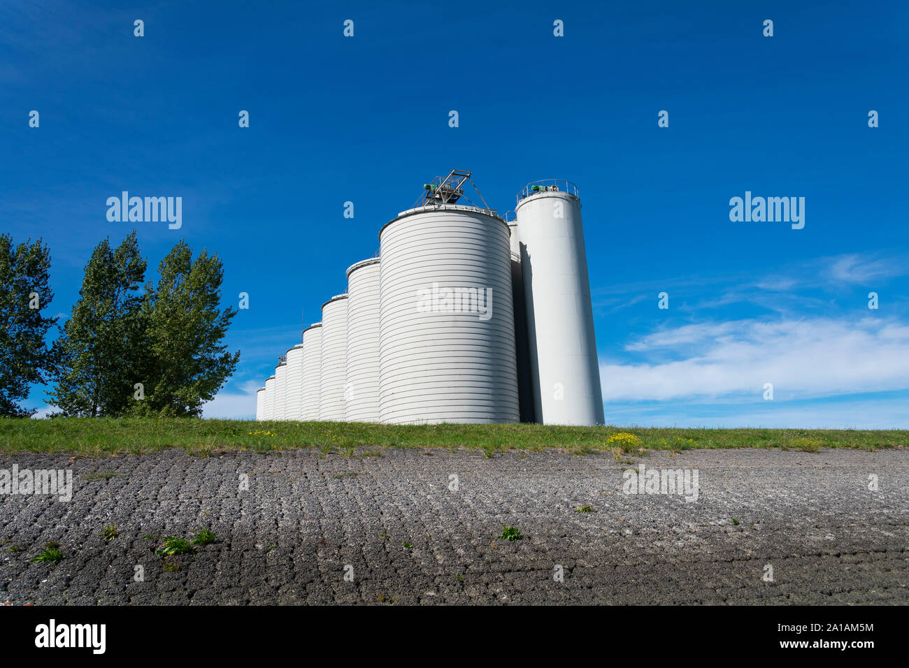 Walsoorden, Netherlands, September 15, 2019, Barley Silos with two trees beside the photo was taken very low, background blue sky with white clouds Stock Photo