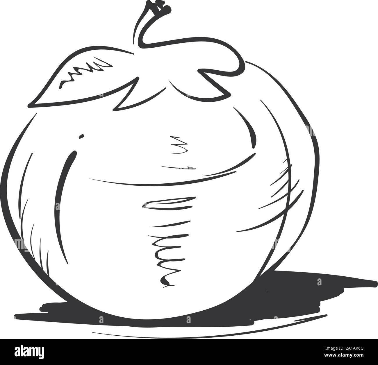 Tomato drawing, illustration, vector on white background Stock Vector