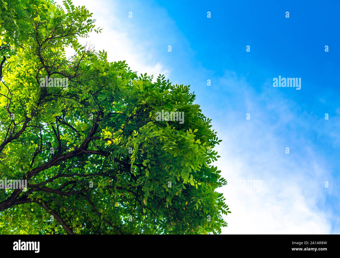 branches of a tree with green leaves against a blue sky with white ...