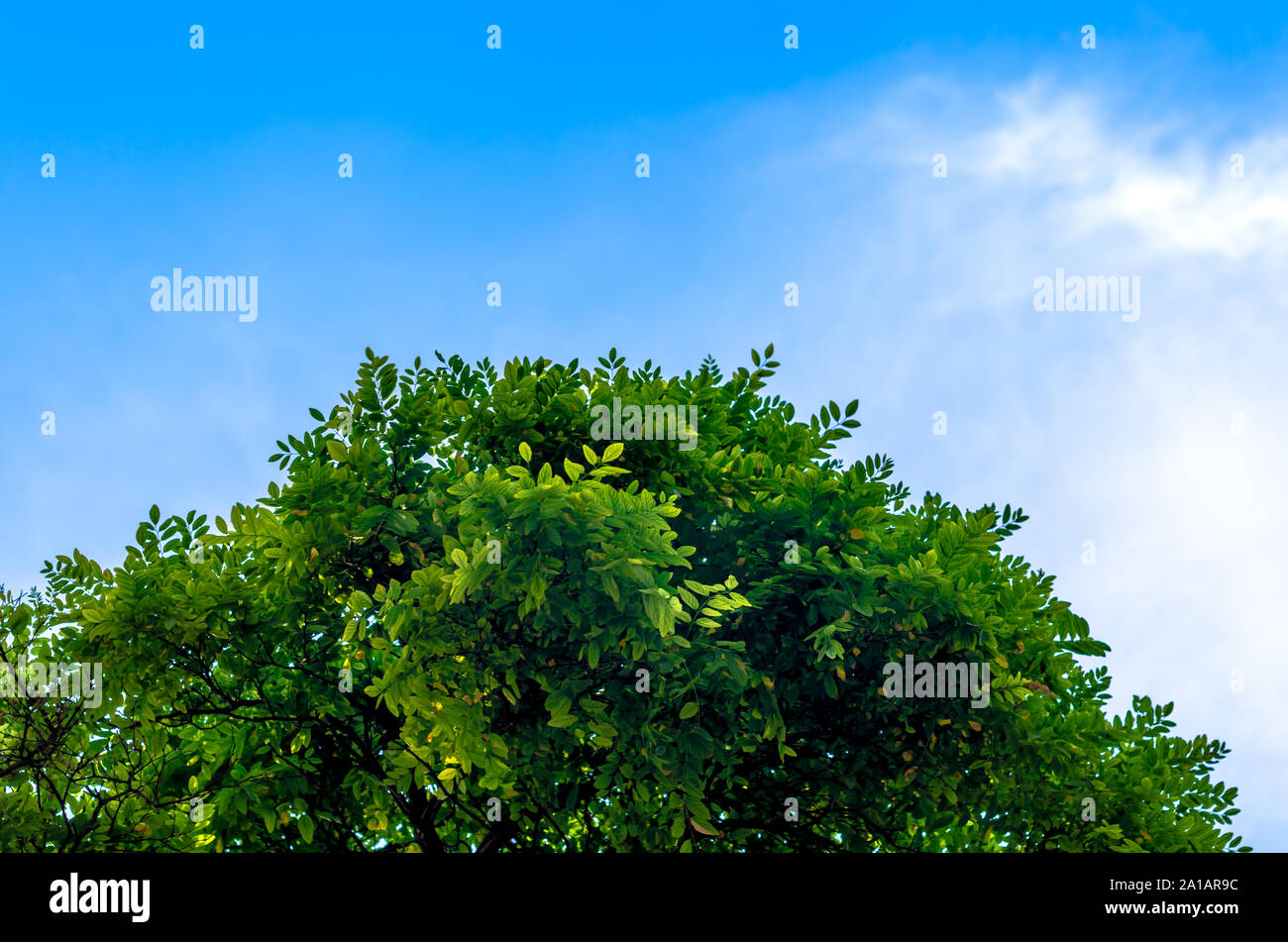 branches of a tree with green leaves against a blue sky with white ...