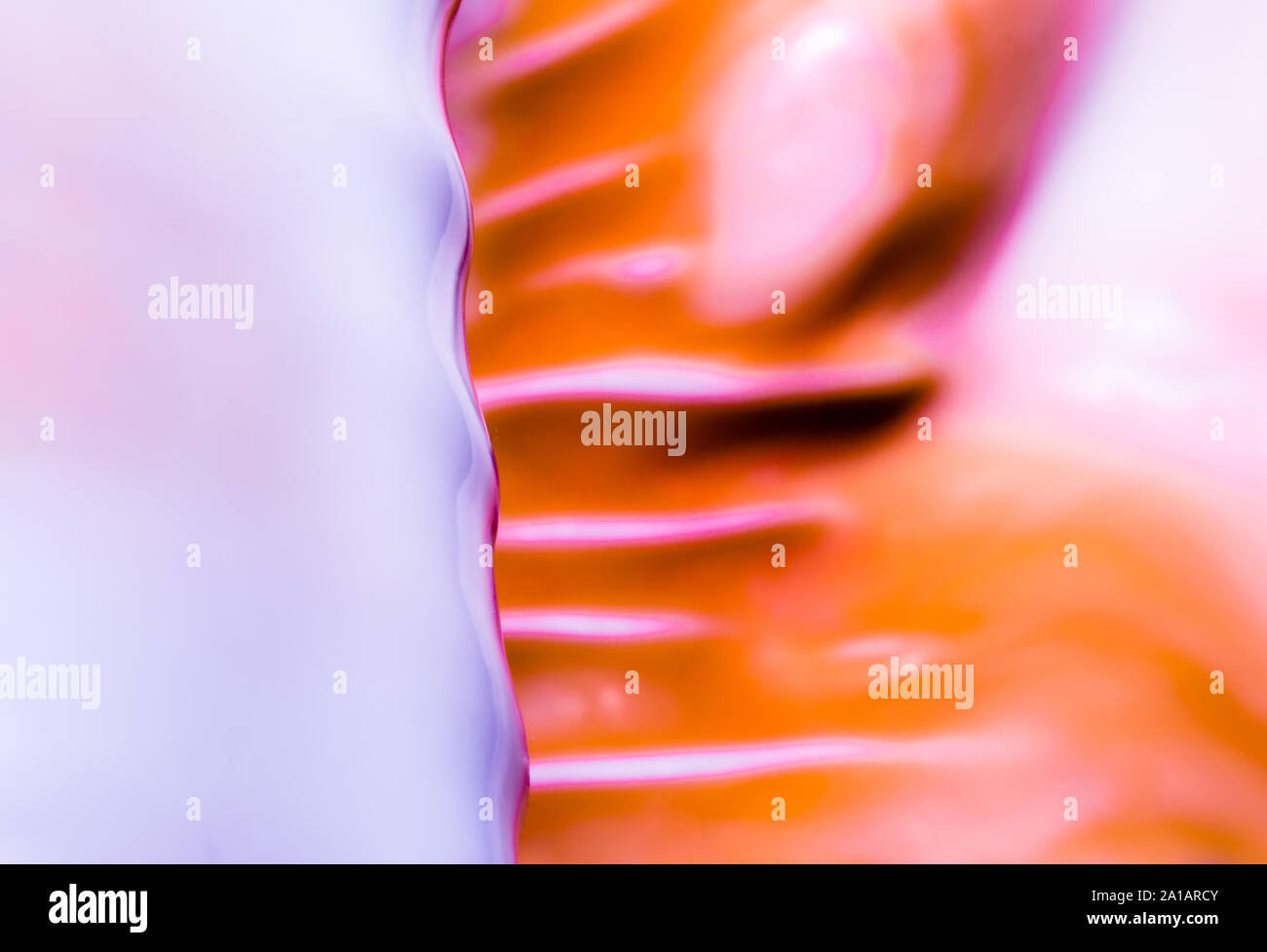 Orange Ribbed Shells Red Orange Ribbed High Resolution Stock Photography and Images - Alamy