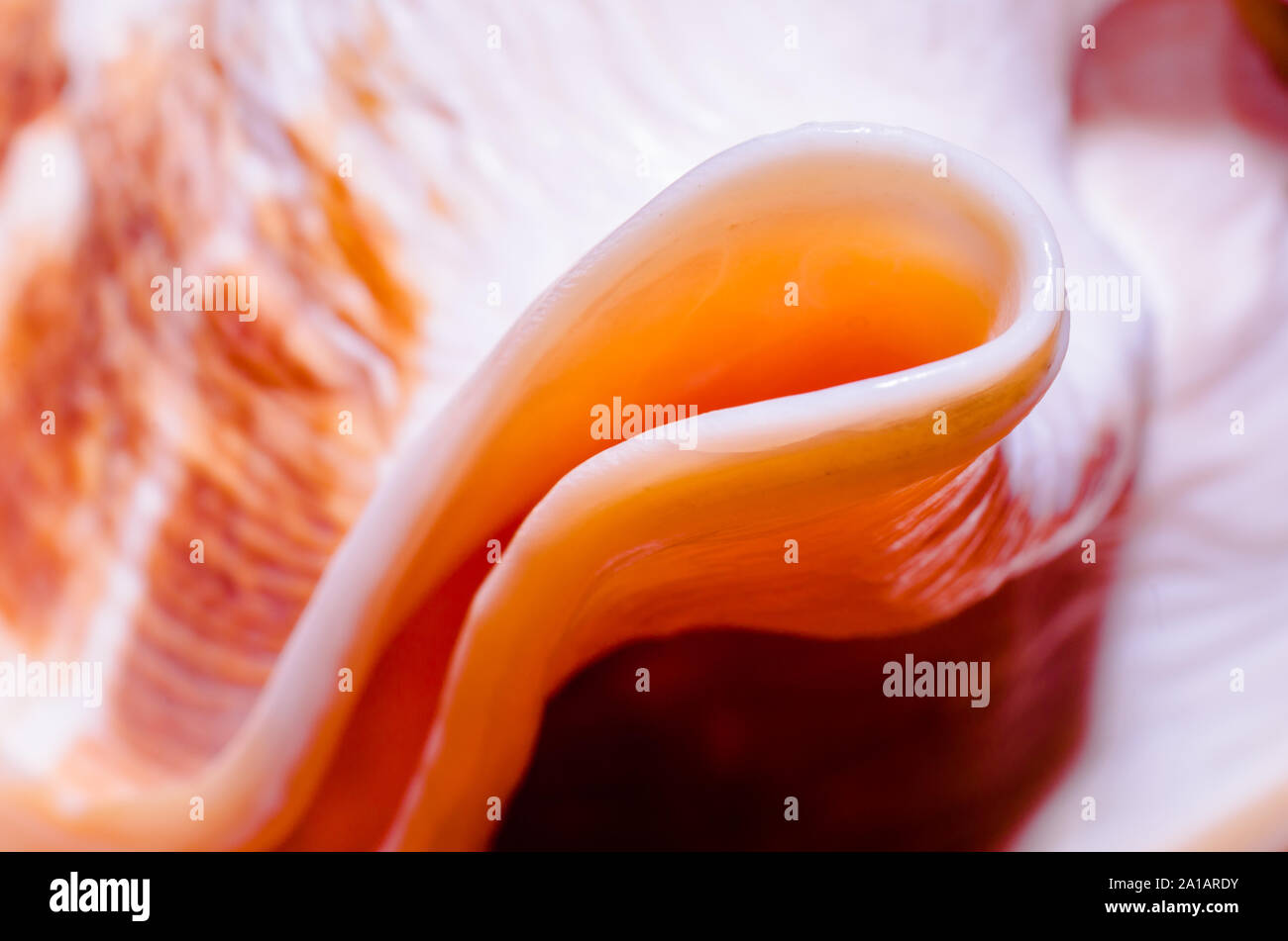 fragment of a large oceanic seashell abstract texture orange macro closeup Stock Photo