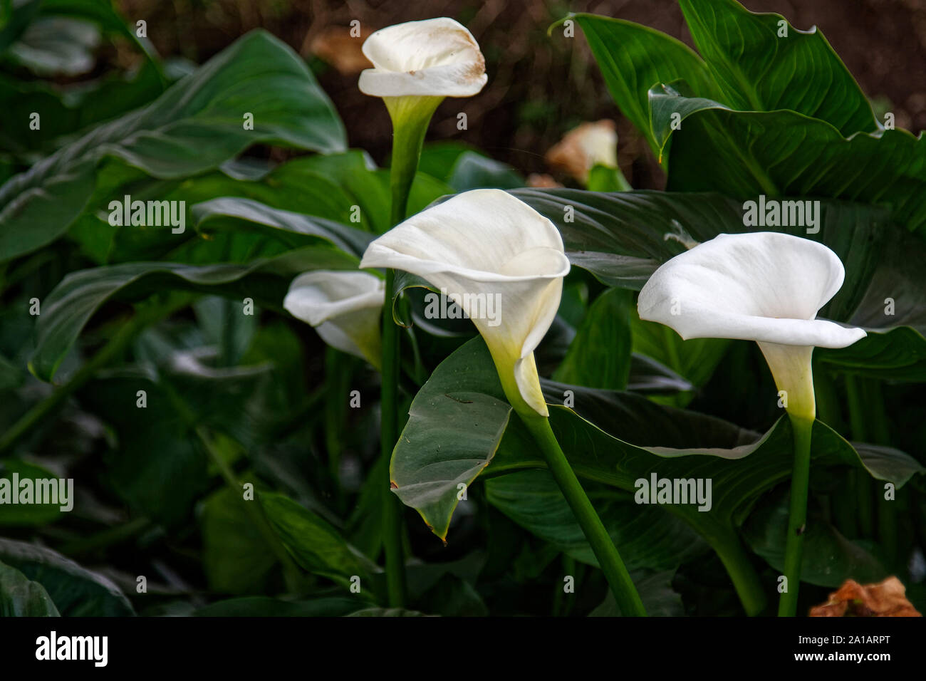 Calla lilies, white cultivated flowers, delicate, dark green foliage, contrast, nature; Aqueduct Park; Parco degli Acquedotti; Appian Way Regional Pa Stock Photo