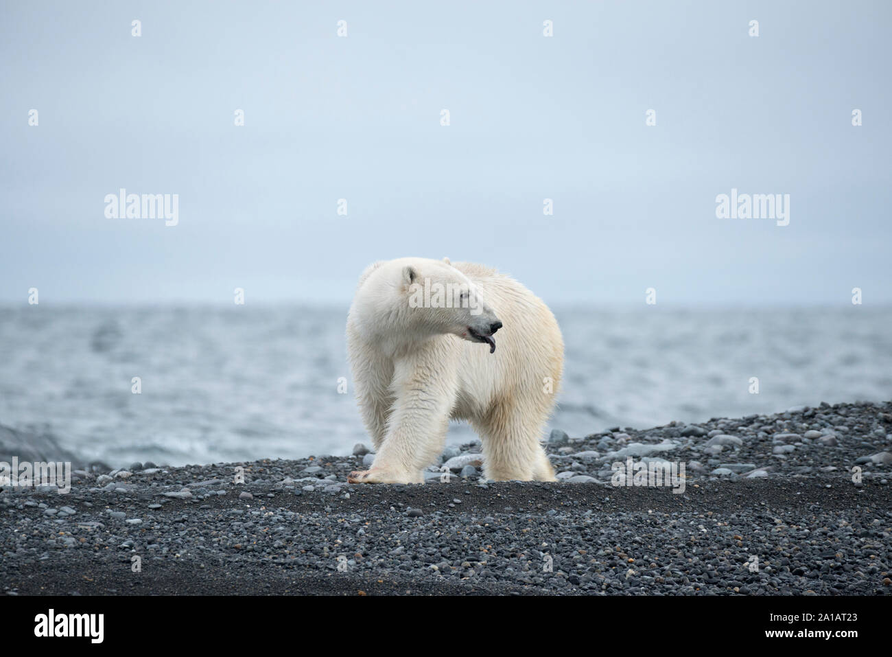 Eisbär (Ursus maritimus ) schaut zurück und streckt die Zunge raus.  Polar bear on Kong Karl XII Øya, the northernmost part of Svalbard, Norway. Stock Photo