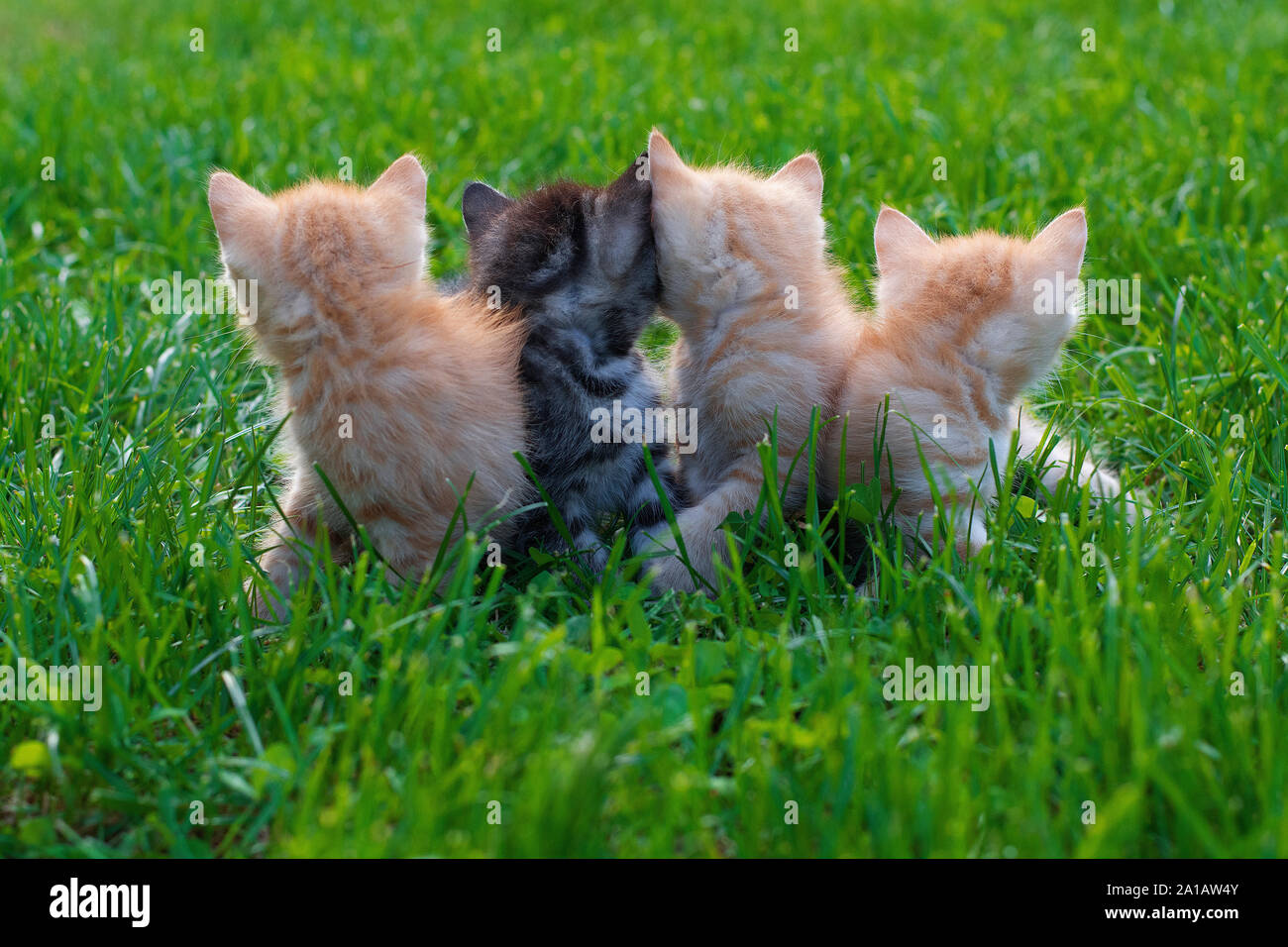 Little monthly fluffy red kittens for the first time walk in the green grass. Rear view, horizontal photo on a sunny summer day. Stock Photo