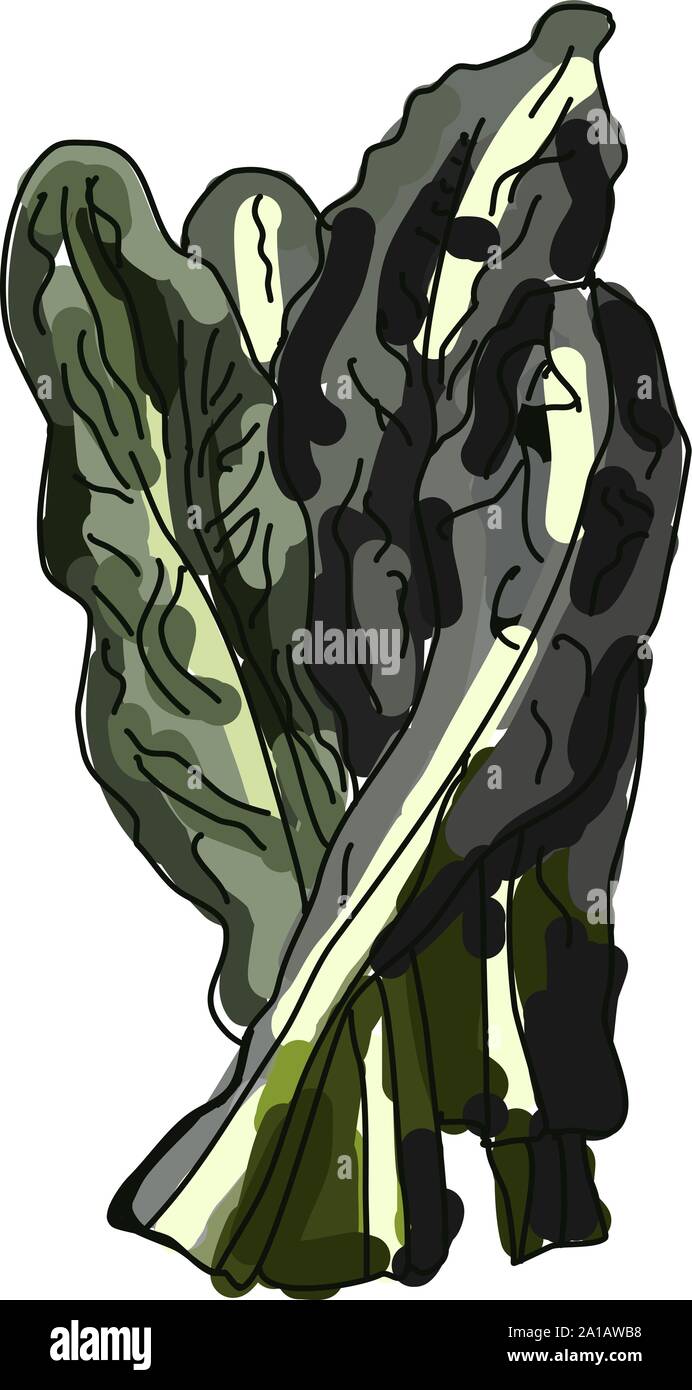 Dinosaur kale, illustration, vector on white background. Stock Vector