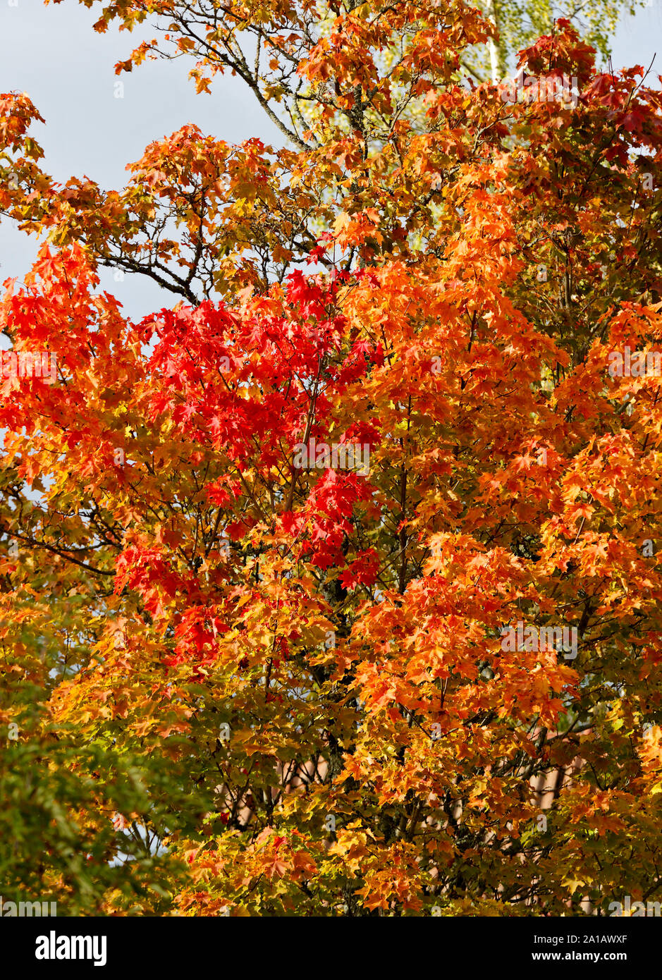 A maple tree in autumn colours. Leaves have turned to yellow and red ...