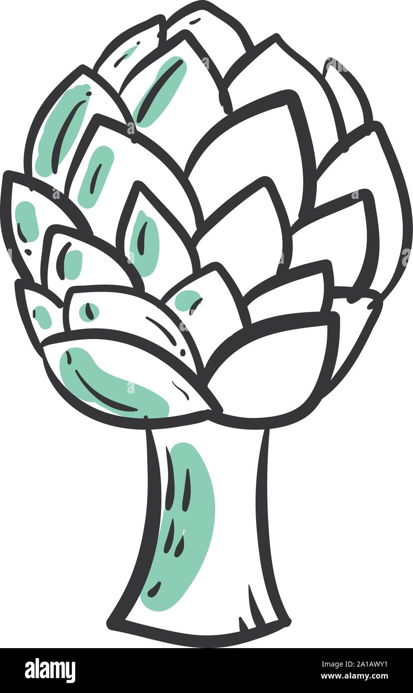 Artichoke drawing, illustration, vector on white background Stock ...