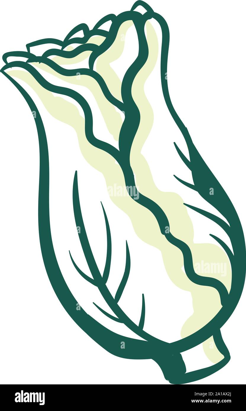 Lettuce drawing, illustration, vector on white background Stock Vector