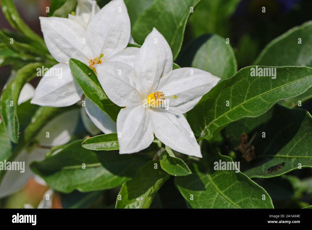 ornamental solanum flower a member of the potato family in bloom in Italy in spring Stock Photo
