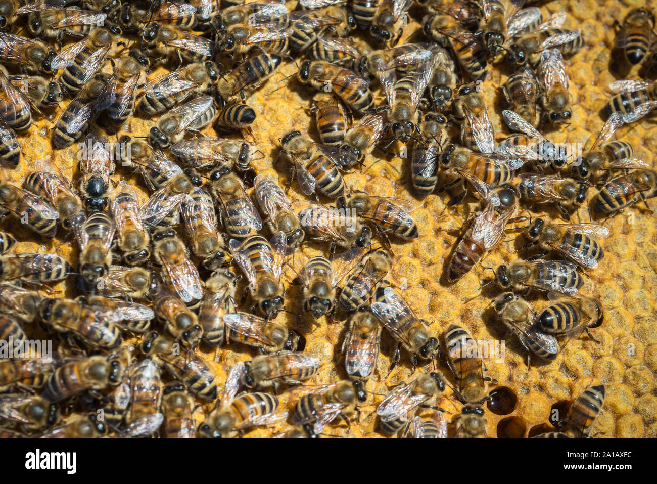 Honey bees, Apis mellifera, on a honeycomb. Stock Photo