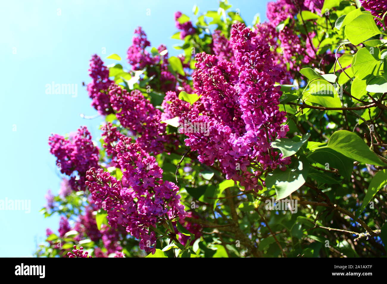 The picture shows beautiful lilac in the garden Stock Photo - Alamy