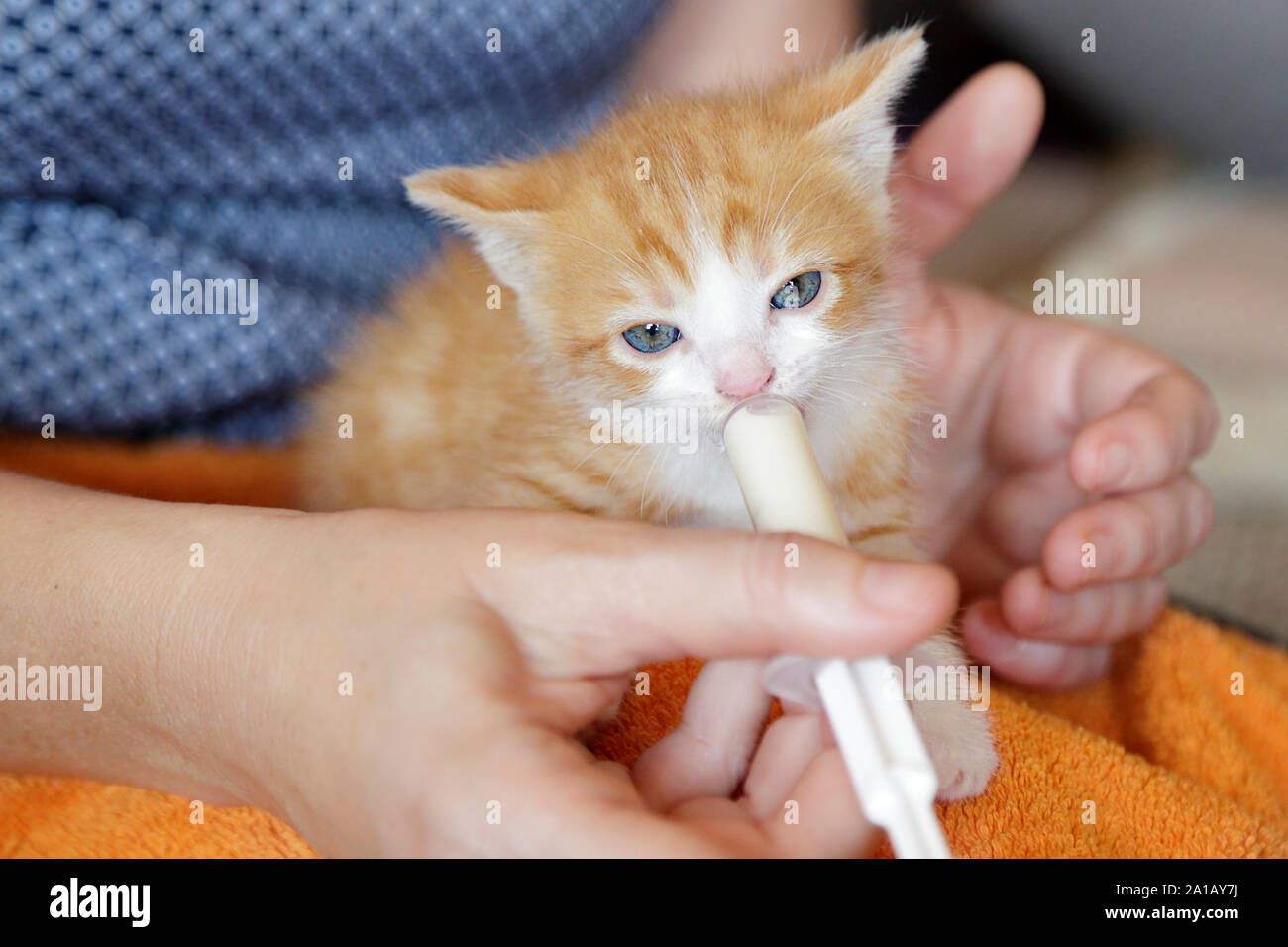 kitten syringe