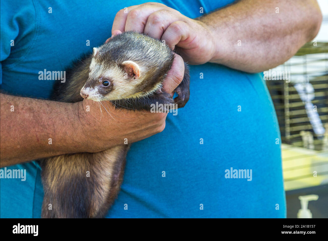 Detail of a man's hands holding a ferret. Stock Photo