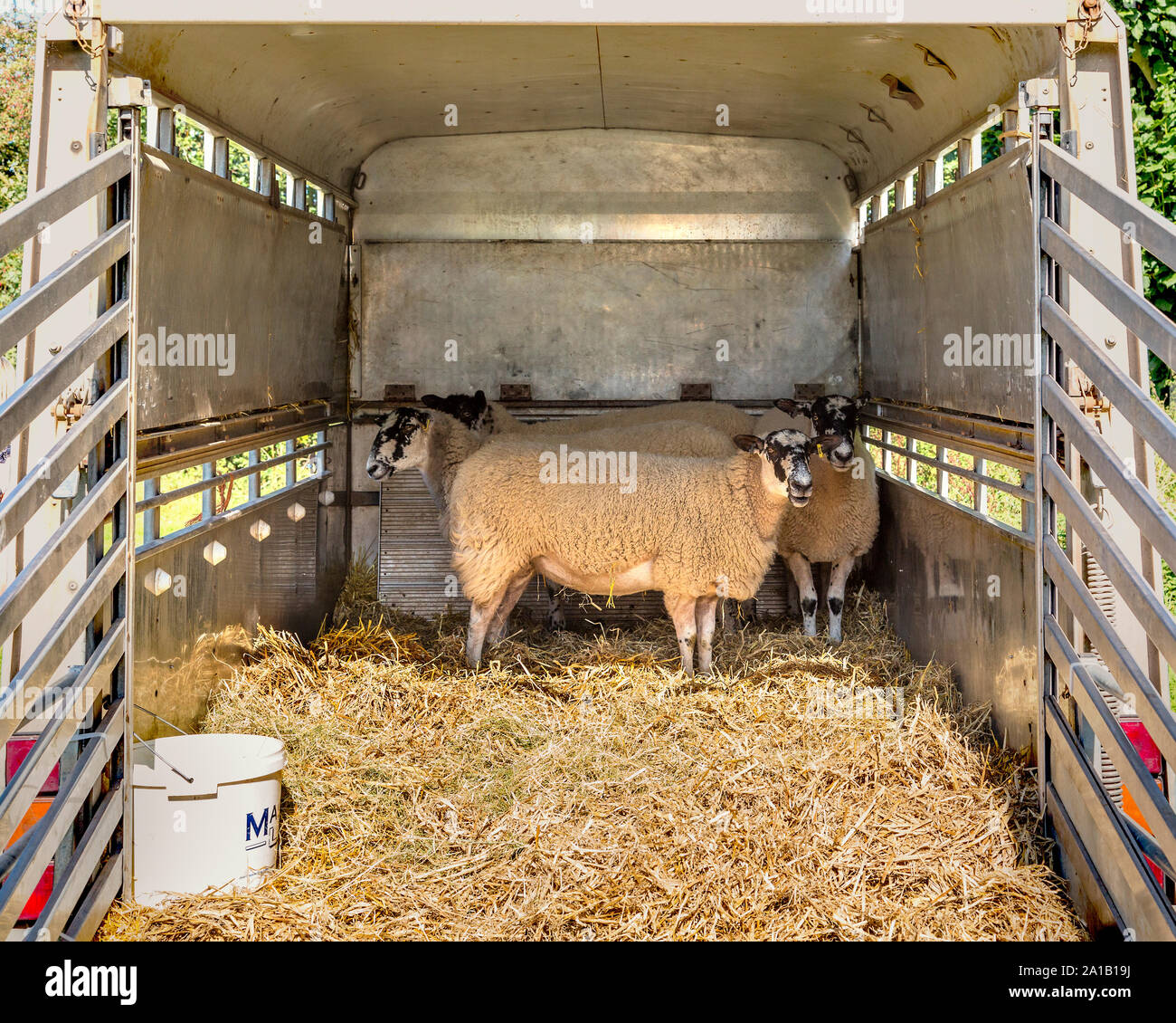 Domestic sheep standing in a trailer with the tailgate open. Stock Photo