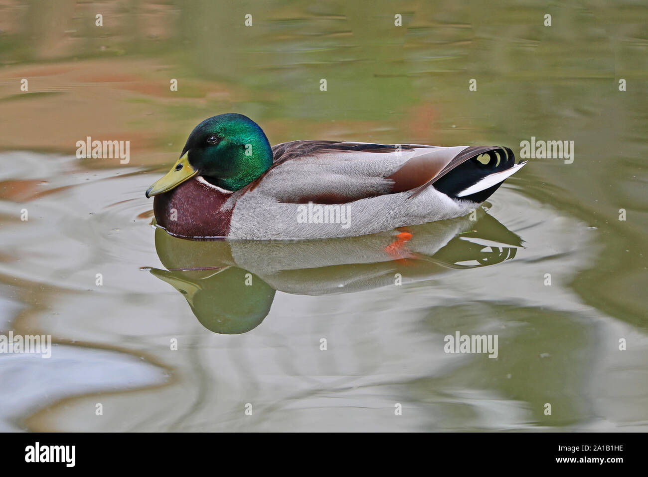 male mallard or duck or drake close up Latin name Anas platyrhynchos swimming on a river in Oxford England Stock Photo