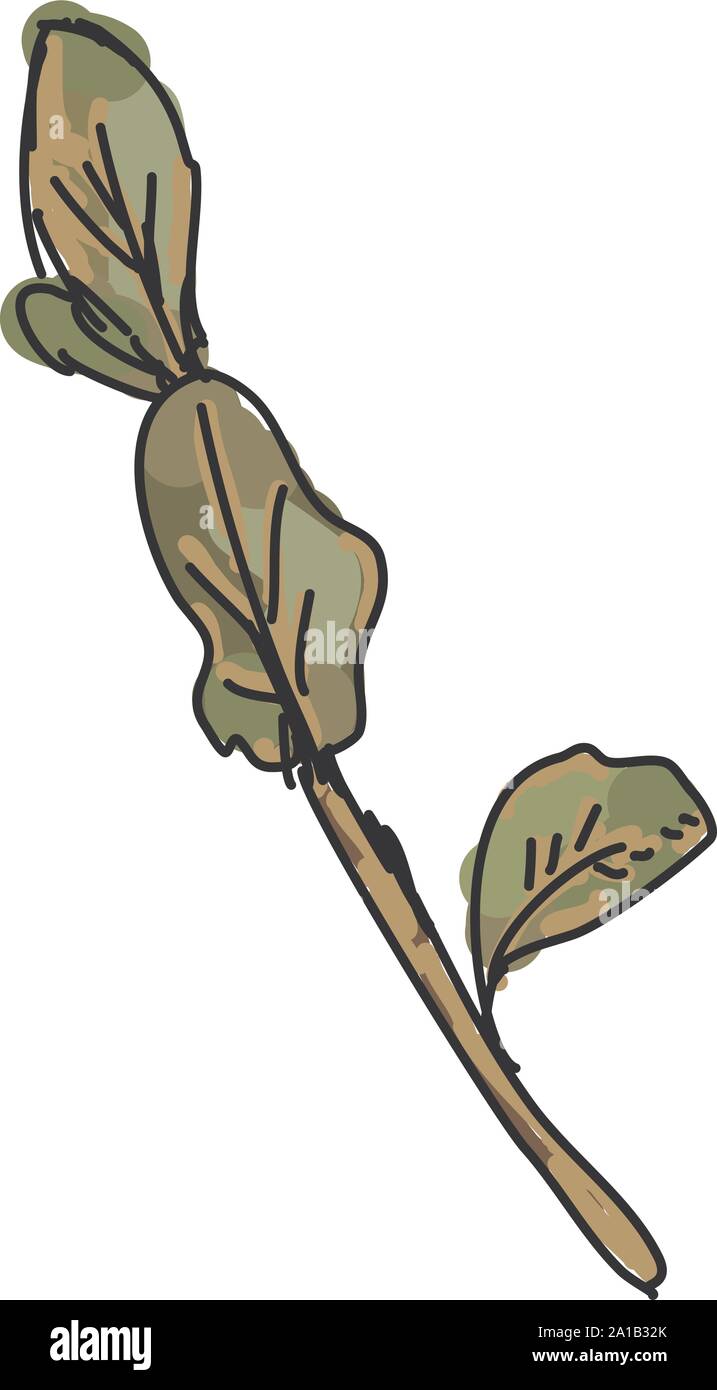 Marjoram, illustration, vector on white background. Stock Vector